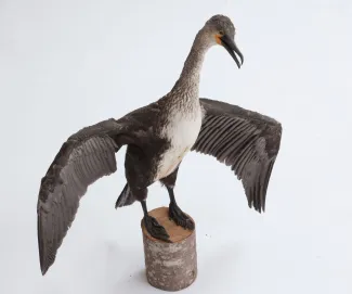 Käsmu Meremuuseum - Kormoran topis KMM/ZO_534