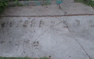 Käsmu Meremuuseum - Jäljeõppe plats Käsmus, Kaevu Valgama laevaehitusplatsil 2015