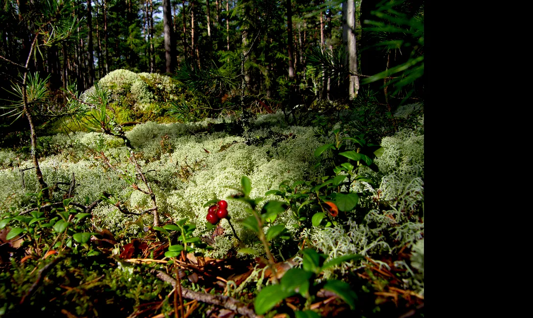Käsmu Meremuuseum - Orienteerumine Käsmu metsas